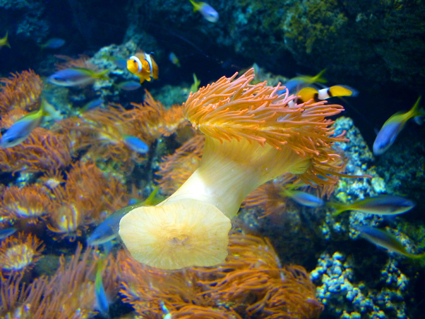 London Aquarium