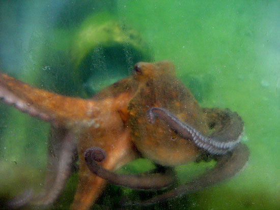 Does A Blue Ringed Octopus Lay Eggs Does A Blue Ringed Octopus Lay Eggs